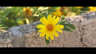 WILD SUNFLOWER BEFORE SUNSET