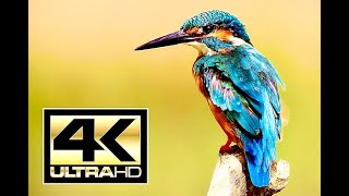 Beautiful Birds. Natural animals 4k UHD. VIDEO. Gyönyörű madarak Relax music.