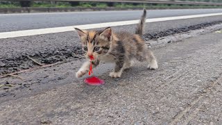 kittens meow, kittens live their last moments on the street without anyone coming to help!