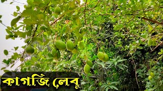 কাগজি লেবু।kagji Lebu