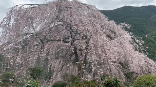 2023/03/24　満開です！　大石家のしだれ桜　〜高知県仁淀川町〜