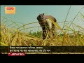 মূর্তিমান আতঙ্ক রাসেলস ভাইপার বেমালুম গায়েব russel s viper jamuna tv