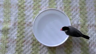 冷たい水浴びをためらいクルクル回る桜文鳥ほーちゃん