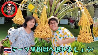 🇹🇭タイで「デーツの果樹園」へ遊びに行きましょう＃ナツメヤシ　＃インタパラム＃Dates palm＃タイの果樹園🌴＃デーツ＃อินทผลัม