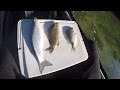 Its All About The Bait... For Lunch (Mullet, Grunt, and Pinfish). Its All About The Bait... For Lunch (Mullet, Grunt, and Pinfish).