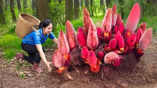 Harvesting Fire of the Forest God for to cook delicious dishes | 7 Day Discover the strange fruits