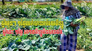 ដាំបានល្អតែគ្មានទីផ្សារទេ ឆ្នាំមុនៗលក់បាន១ថ្ងៃជិតមួយតោន ឆ្នាំនេះ១ថ្ងៃរក១០គីឡូមិនចង់បាន