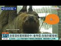 樹獺從天而降砸中遊客　動物園：雙方無大礙｜華視新聞 20241231 @ctstw