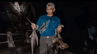 Memasang tajur malam hari dan berburu burung dikebun dapat hasil yang Mantap....