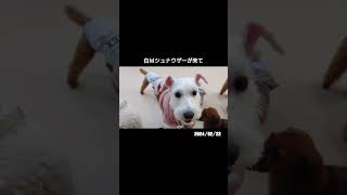 白犬たち　2024年2月22日のひみつきち #犬のひみつきち #ミニチュアブルテリア #ミニチュアシュナウザー