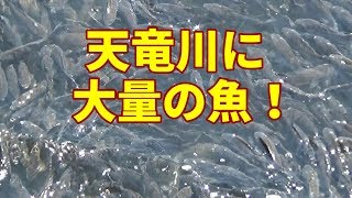 【天竜川に大量の魚！】