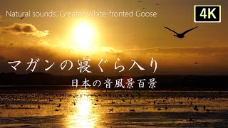 【鳥の鳴き声 マガンのねぐら入り４K映像】夕方の伊豆沼、マガンが寝床に帰ります。日本の音風景100選。