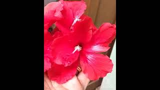 Beautiful Hibiscus 🌺 🌺 Flowers at home # ದಾಸವಾಳ ಹೂವು♥️