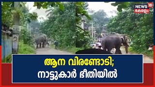 Kottarakkaraയിൽ ക്ഷേത്രത്തിലെ ആന വിരണ്ടോടി; ആനയെ തളയ്ക്കാനുള്ള ശ്രമം തുടരുന്നു