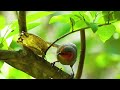 bird singing birdsong therapy reduce overthinking and restore energy for heart and soul