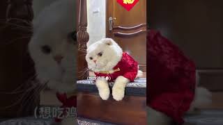 It’s amazing, this cat will actually speak? Funny