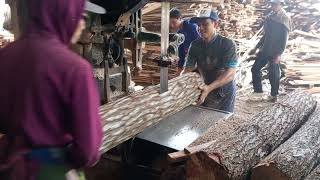 POTONG KAYU PINUS PAPAN HASIL WAOW MELIMPAH