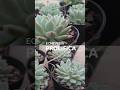 Echeveria Prolifica #echeveria #prolifica #succuoent #sukulen #cactus #plants #gardening