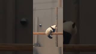 摆烂小熊猫#解压#panda