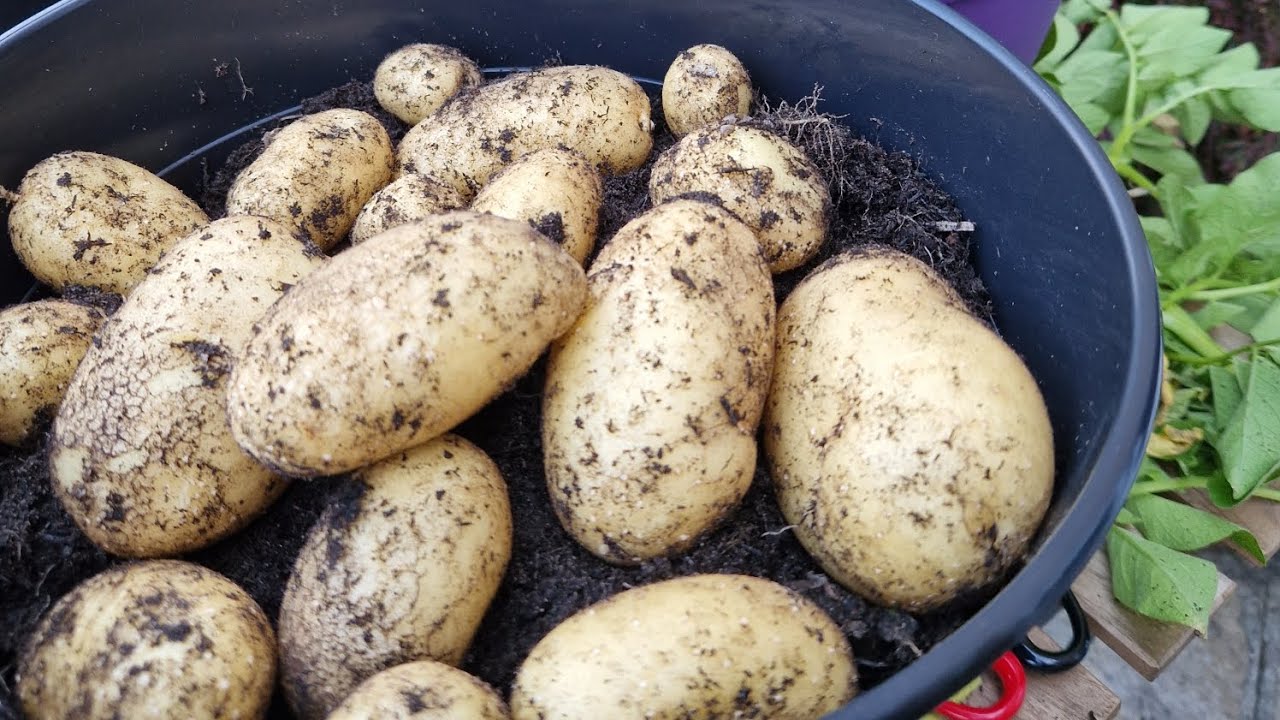 Ep 43 More Potatoes Youtube