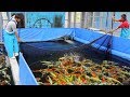 What is it like to buy koi in Japan? What is it like to buy koi in Japan?