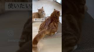 新しい爪研ぎを占領してどかない猫　#shouts  #cat  #ねこおもしろ  #ねこのいる生活  #猫可愛い  #ねこいち　#爪研ぎ