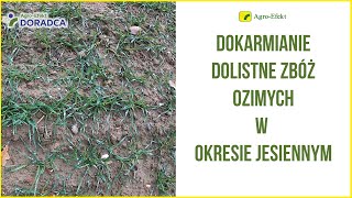 Dokarmianie dolistne zbóż ozimych w okresie jesiennym | Agro-Efekt