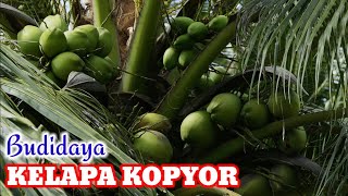 MENGGIURKAN -OMSET PULUHAN JUTA -BUDI DAYA KELAPA KOPYOR @seputar_desaa