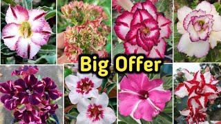 adenium plant wholesale and retail.. ONLY RARE COLOURS #desertrose #adeniumplant #new