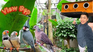 Thăm Aviary rộng 14m2 rất nhiều View đẹp & tư vấn kinh nghiệm, bố trí chuồng nuôi || Đạt Bird TV