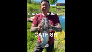 GROWING MONSTER CATFISH IN A SMALL FARM POND.