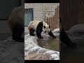 熊猫 panda 水面结冰了！看大熊猫如何喝到水？（大熊猫党生）