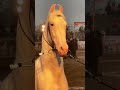 nukra breed beautiful stallion youtubeshorts horselovers