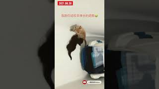 [小鹿斑彼Nikkie]賓士🐈‍⬛小奶貓第一次吃泡水軟飼料！保姆狗表示欣慰🐶奶媽奶爸表示感動🥲