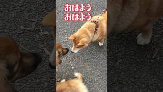 【感動】初めてのご挨拶【保護犬めぐちゃん】 #保護犬 #雑種犬 #野犬