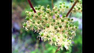 Filipendula ulmaria (with translation text)