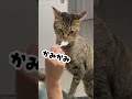 猫用ケーキを食べさせてみた結果… shorts cat あめちゃん 猫のいる暮らし meow kitten