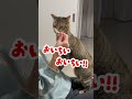 猫用ケーキを食べさせてみた結果… shorts cat あめちゃん 猫のいる暮らし meow kitten