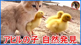 猫はアヒルたちを率いて自然を探検します。ペットの面白い瞬 #5