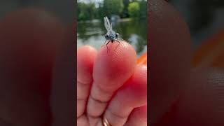 Damselfly Eating A Bug #damselfly #dragonfly #bugs