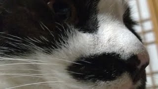 かご猫LIVE配信　210925