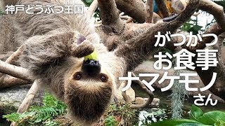 食欲旺盛なナマケモノさん【神戸どうぶつ王国】ごはんちょーだいちょーだいっ!! 今日は食べる気満々のナマケモノさん♪