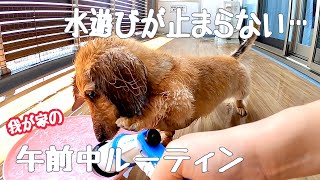 最近の我が家はいつもこんな感じ【空の日常動画】#093 ミニチュアダックスフンド