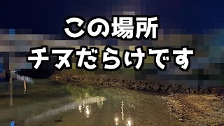 【ナイトチニング】ハードルアーで激渋だったので、このワームに変更した途端チヌが釣れた！マッスルバグ1.8インチ