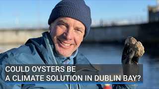 Could oysters be a climate solution in Dublin Bay?