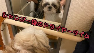 シャンプー後のシーズー犬メロちゃん、ドライヤータイム！　Shih Tzu