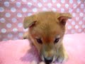 元気いっぱい！　全人類大好き（笑）な柴犬の赤ちゃん♪