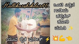 ಒಂಟಿ ಎತ್ತಿನ ಗಾಡಿಯ ಹಳ್ಳಿಕರ್ ಹೋರಿಯ ಮಾಹಿತಿ ✨#cow #agriculture #raita #hallikar #animals #animalfarming