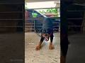 Angry Rottweiler  sound #viral #dog #rottweiler #ytshorts #trending