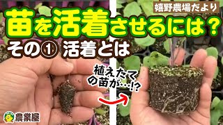 【根っこを育てる！】苗を活着させるポイント その1【農業屋】